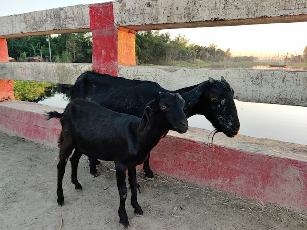 Two goats look at the camera.