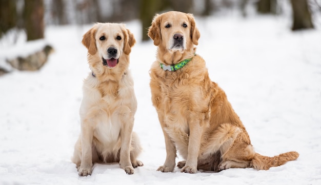 Two golden retriever dogs sitting on the snow and looking at the camera in winter time portrait of d...