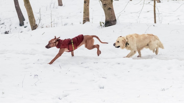 Two golden retriever and ridgeback dogs are running in the snow in a winter park