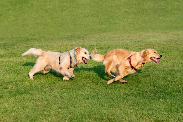 Two Golden Retriever running on grass