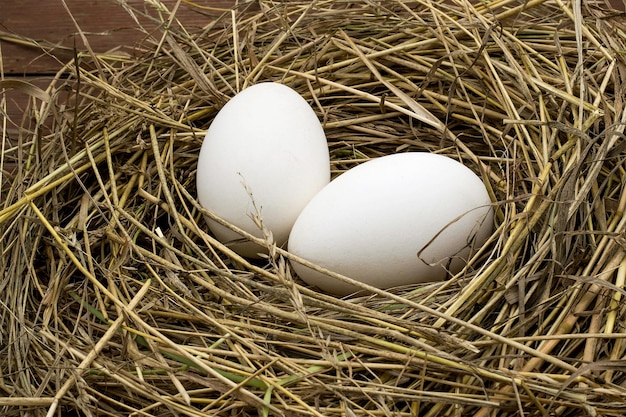 Two goose eggs lie in a nest of hay