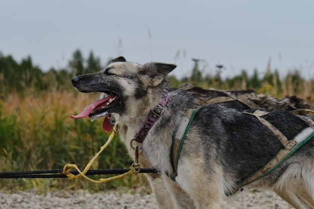 Two gray mongrel dogs strong and hardy in harnesses together Profile view