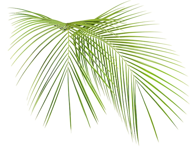 Two green tropical leaves on white isolated background