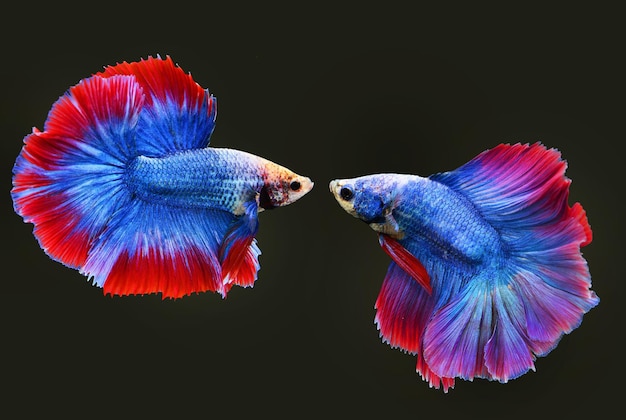 Two Halfmoon Siamese Fighting Fishes isolated on black background