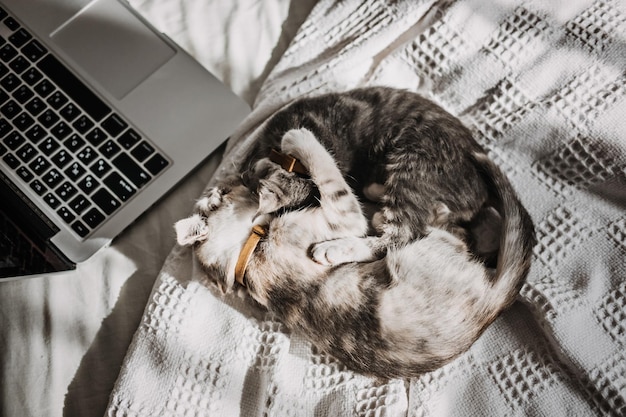 Two happy outbred homeless adopted grey kittens playing near laptop in bed at home in sun light