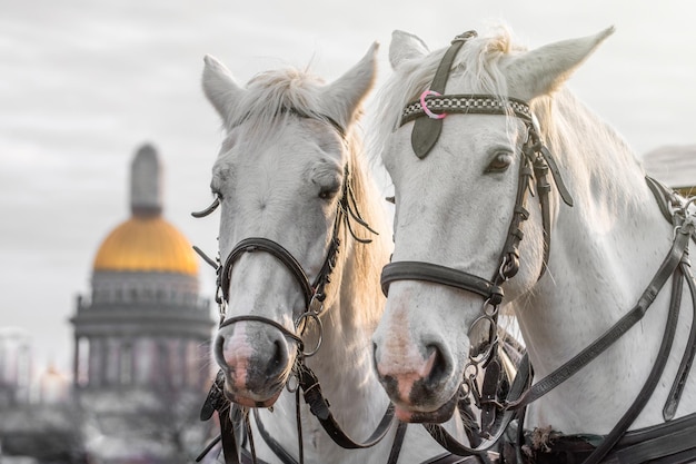 Two heads of white horses with a mane in a harness in SaintPetersburg against the backdrop of St Isaac's Cathedral