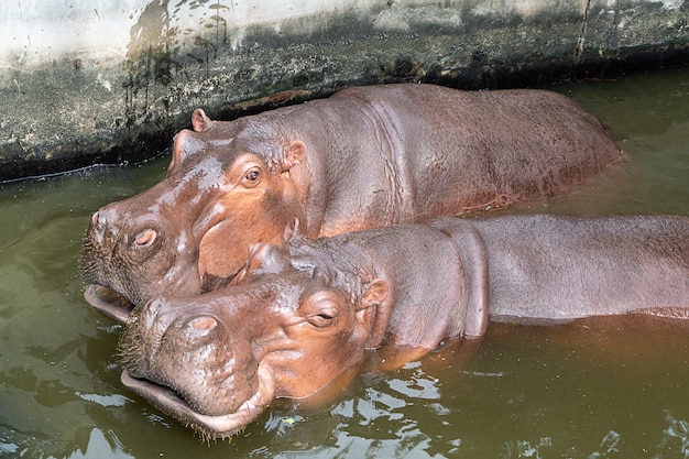 Two hippopotamuses in the pond