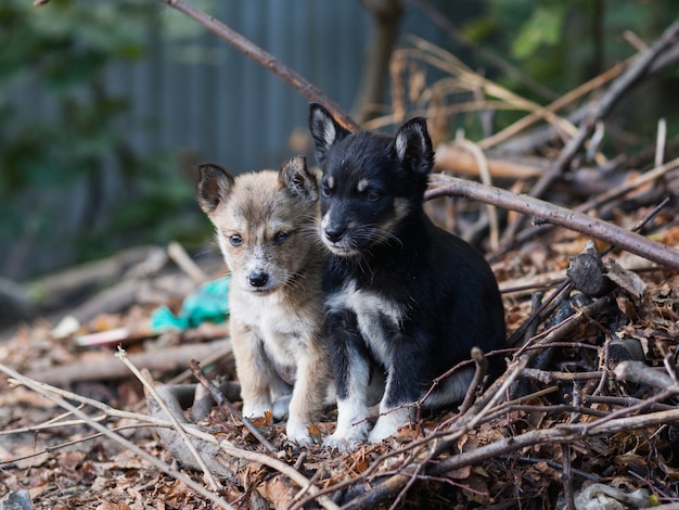 Two homeless dirty puppies left on the street