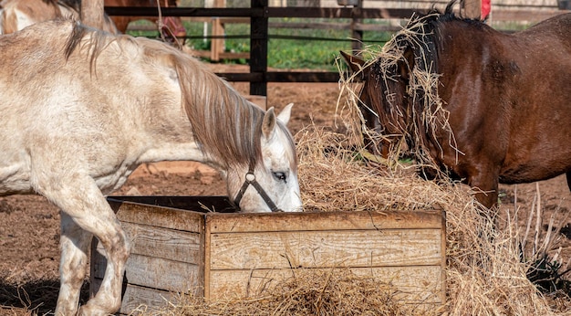 Two horses on a farm eating straw with midday light