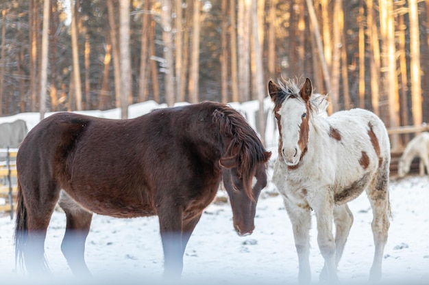 Two horses in a paddock on a farm in winter. Brown and white horse in winter in the animal enclosure