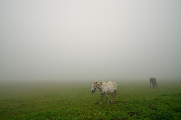 Two horses on pasture in fog