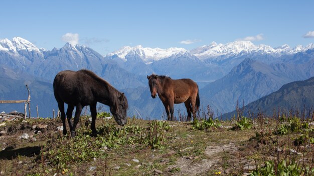 Two horses rest and gaze on a mountain slope in front of snowy peak of Langtang Lirung