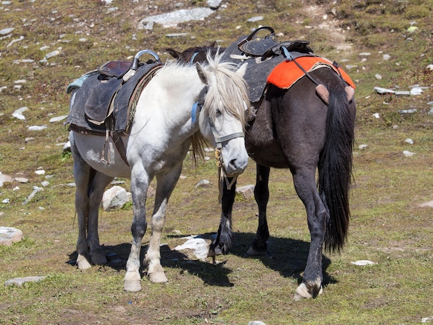 Two horses for tourists on the Rohtang Pass which is on the road Manali Leh India Himachal Pradesh