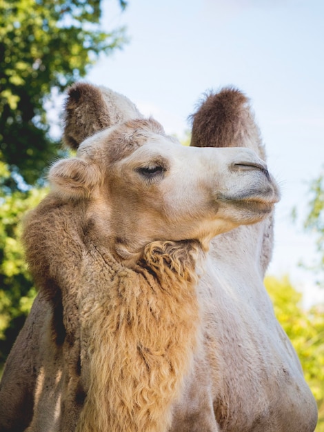 Two-hump camel with its head raised up proudly