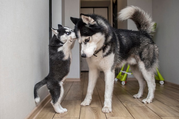 Two husky dogs are playing indoor at home Mother dog playing with her little puppy