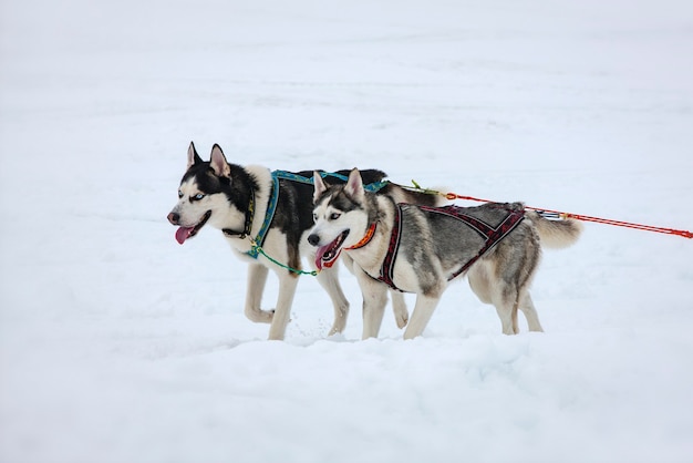 Two husky dogs in snow on competition