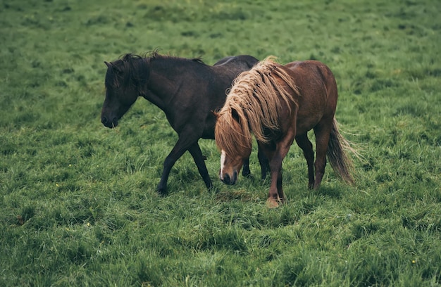 Two icelandic horses