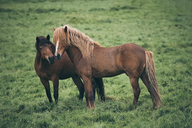 Two icelandic horses