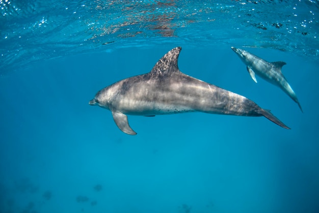 Two Indopacific bottlenose dolphin diving close to the surface