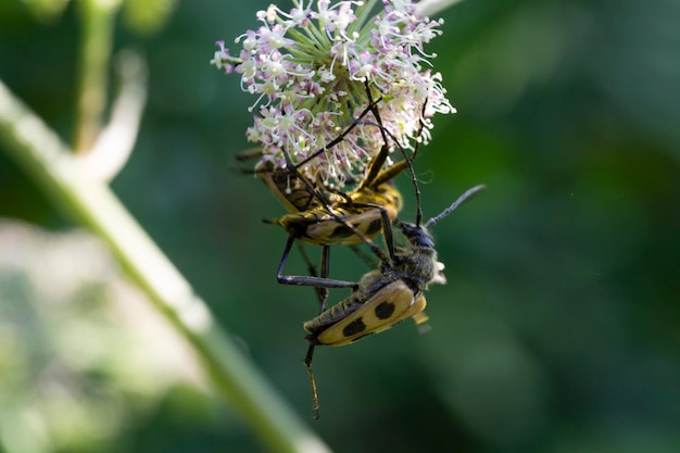 Two insects leptura quadrifasciata coputating on a Angelica flower