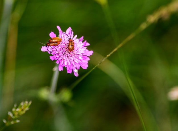 Two Insects reproducing on a pink flower