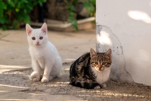 Two kitten sits on the path in the garden near the wall