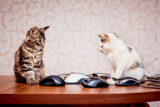 Two kittens are sitting near computer mice. Work in the office at the computer