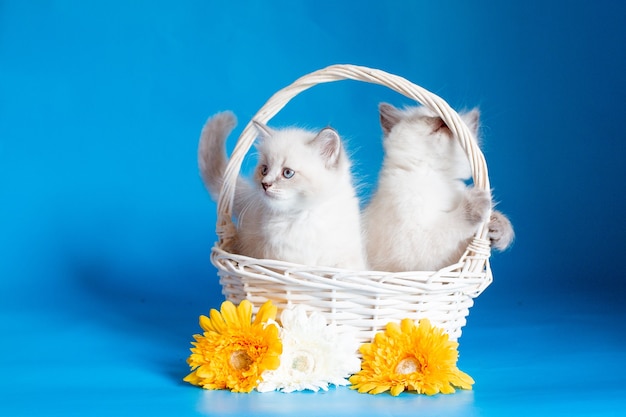 Two kittens in a basket on a blue background