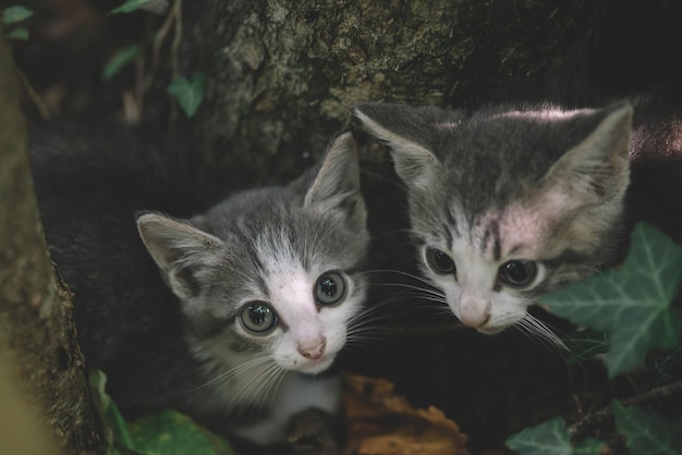 Two Kittens Cuddle, Cute Scared Kittens