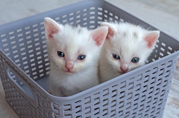 Two kittens in a gray basket