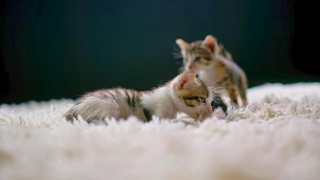 Two kittens laying on a white rug, one of which is black and the other is a black background.