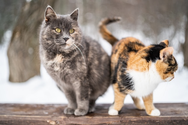 Two kittens leaning on each other together as friends