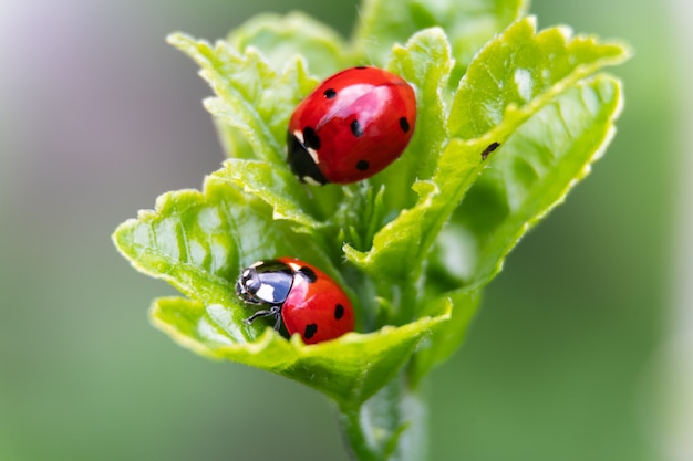 Two ladybirds on a leaf on leaves