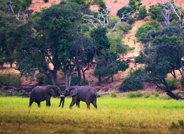 Two large elephants fighting in Chobe National Park Botswana