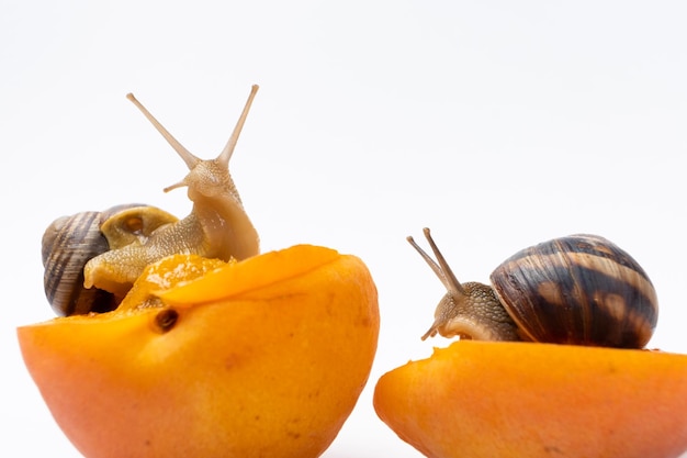 Two large grape garden snails Helix pomatia sit on apricots and eat