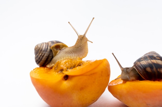 Two large grape garden snails Helix pomatia sit on apricots and eat