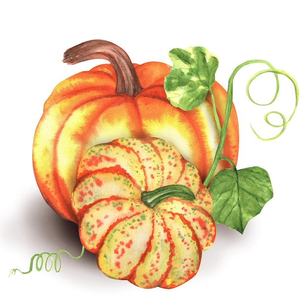 Photo two large orange yellow pumpkins with green leaves autumn clipart thanksgiving handdrawn watercolor