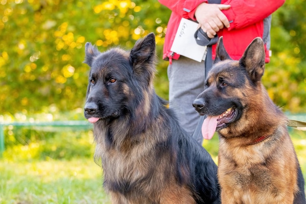 Two large shepherd dogs near their owner on a leash