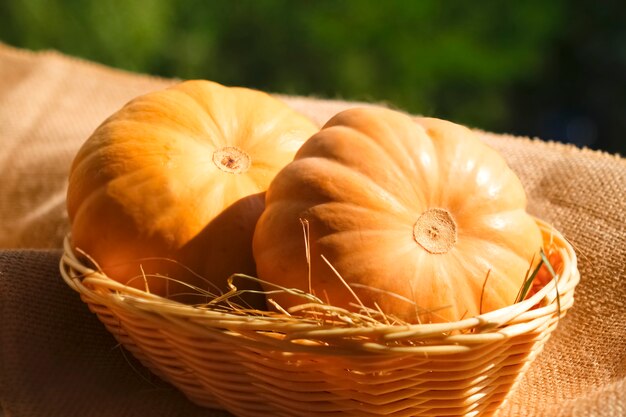 Two large textured orange pumpkinsin with basket and hay on a warm sunlight. Autumn harvest. Rustic style