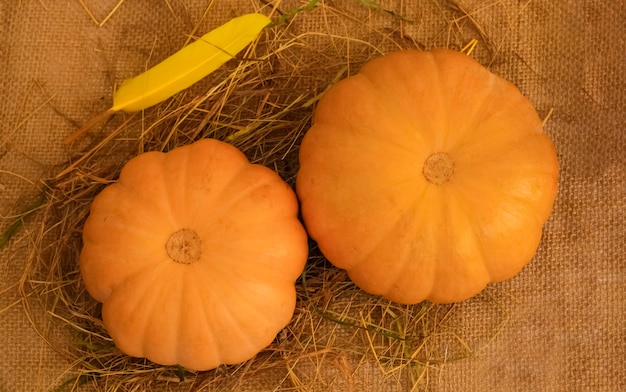 Two large textured orange pumpkinsin with hay on a warm sunlight. Autumn harvest. Rustic style. flat lay