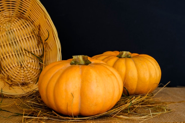 Two large textured orange pumpkinsinon with basket and hay on a dark background.. Autumn harvest. Rustic style