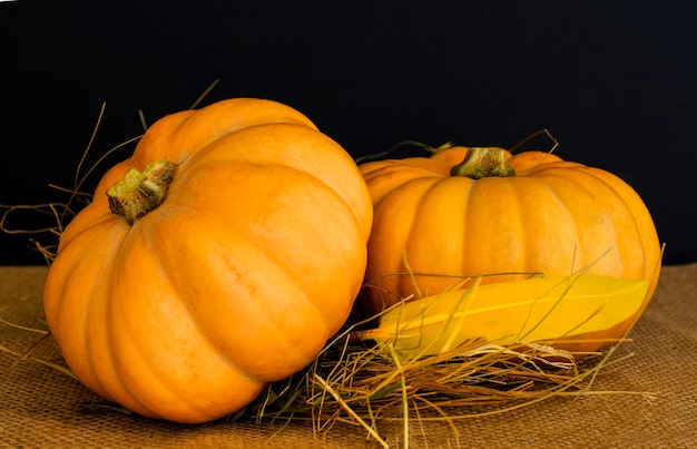 Two large textured orange pumpkinsinon with hay on a dark background.. Autumn harvest. Rustic style