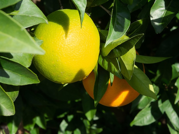 Two large yellow lemons on a tree branch in green leaves