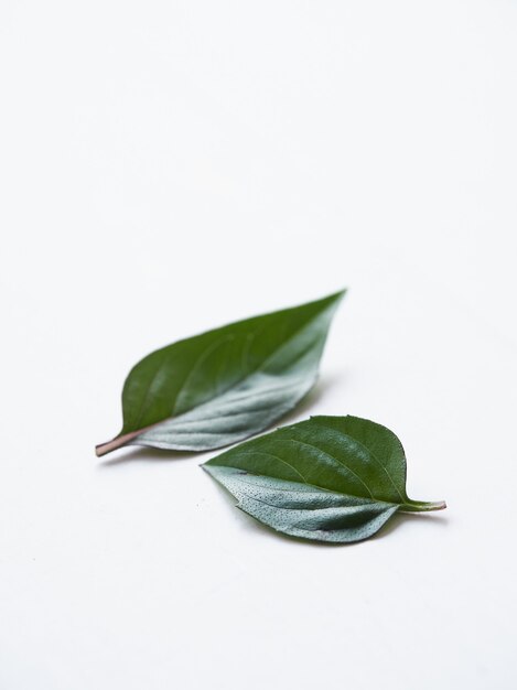 Two leaves of Asian Thai basil on white