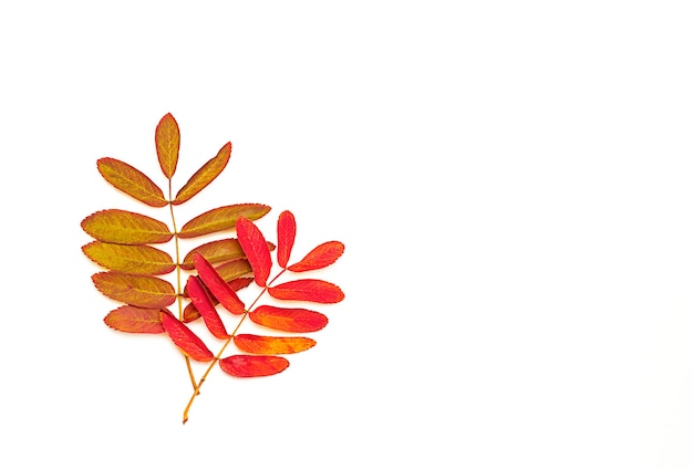 Two leaves of rowan on a white background