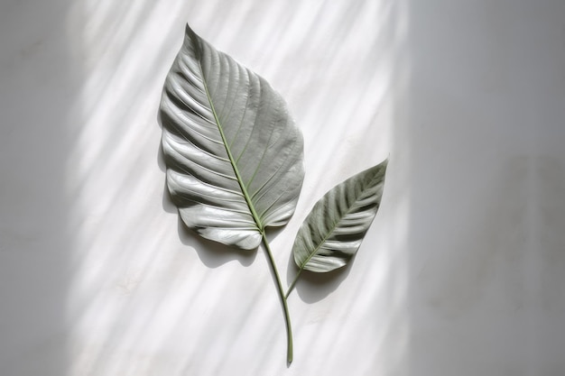 Two leaves on a white surface with a shadow of a plant.