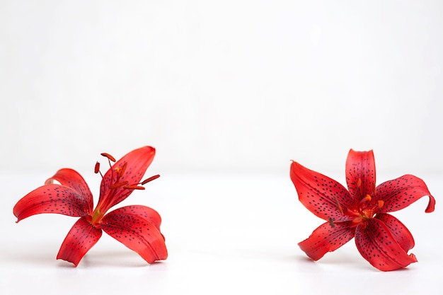 two lily flowers on the table light background