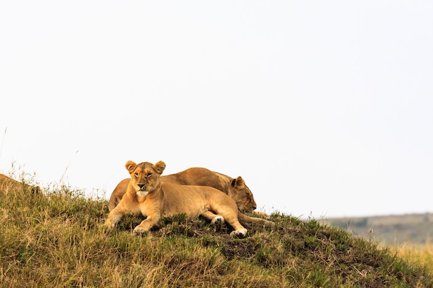 Two lion cubs rest on the hill. Masai Mara, Kenya