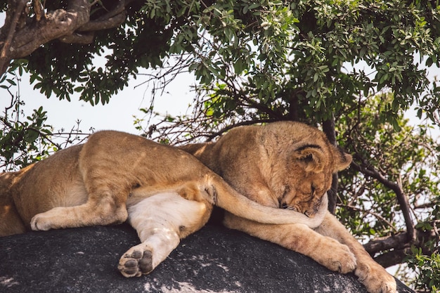 Photo two lion cubs on a rock under a tree