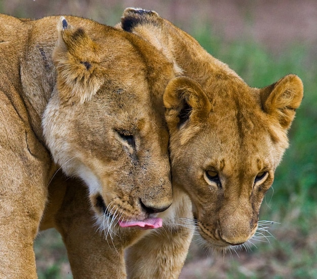 Two lionesses are caressing each other. National Park. Kenya. Tanzania. Masai Mara. Serengeti.